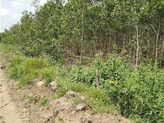 Bán Đất Nông Nghiệp Diện Tích Lớn Gần 10ha Tại Tân Lập – Hàm Thuận Nam