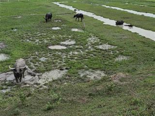 Bán đất tại nguyễn thị rành tại nguyễn thị rành, 12,596 tỷ, 2680 m2, mặt tiền 60.5m, pháp lý đầy đủ