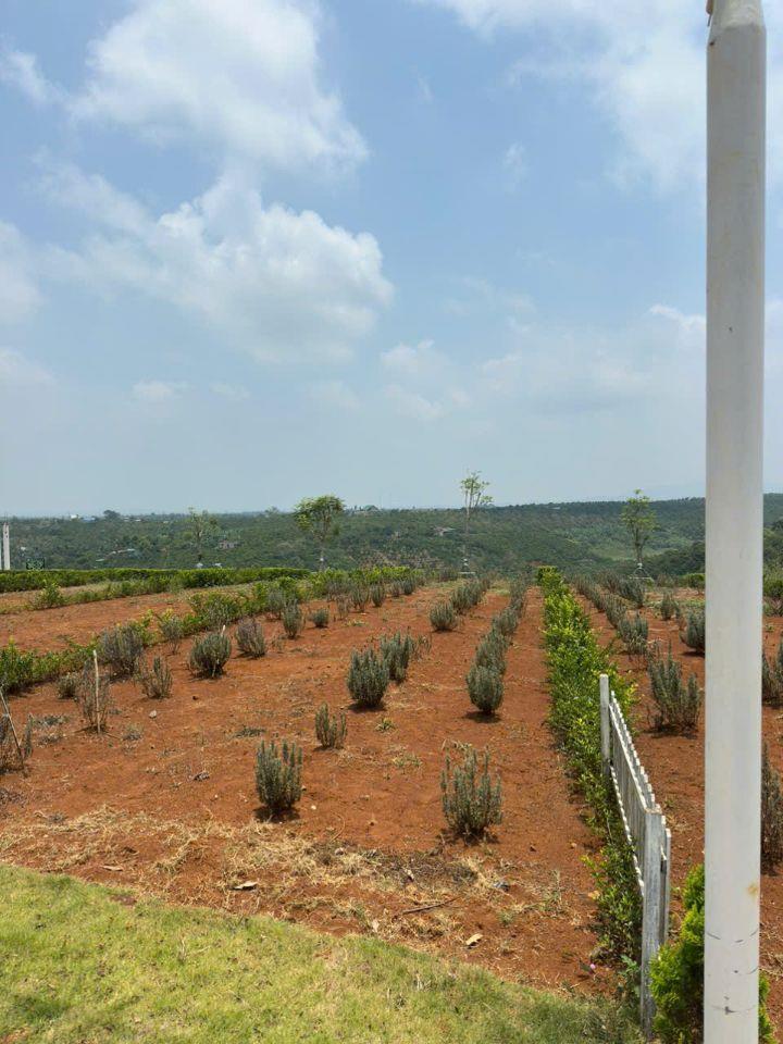Đất đẹp Di Linh – Giá mềm đầu tư cực tốt chỉ từ 2xx triệu