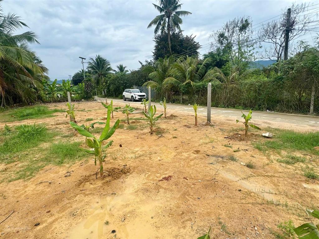 Suối cát 100m²  520 triệu  đường quy hoạch 13m  cách nha trang 10 phút  ngay khu dân cư