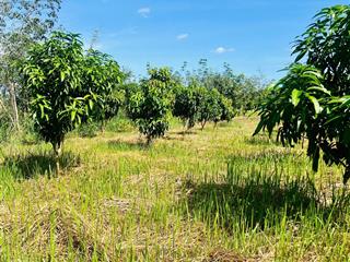 Bán đất vườn xoài và mít 1492m2 đã phủ hồng tại đt753, giá ưu đãi 350 triệu