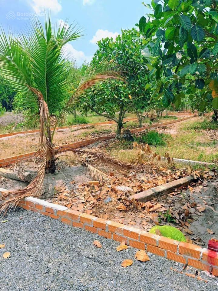 Bán gấp vườn mít 175m2 có sẵn thổ cư ngay trung tâm chơn thành, giá chỉ 300tr
