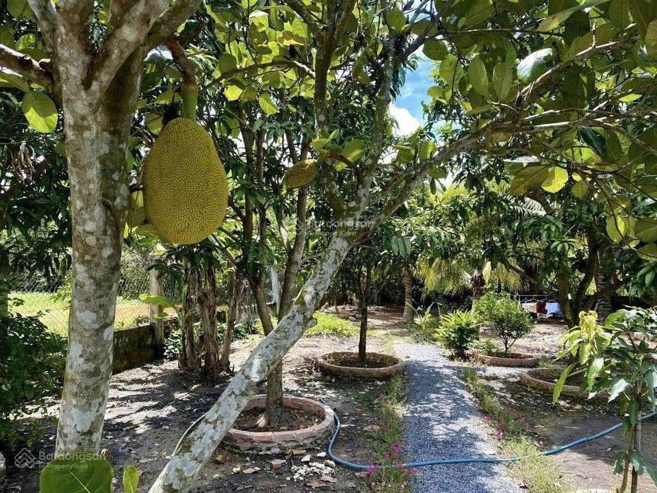 Bán nhà riêng nghĩ dưỡng đẹp tại hoàng diệu, trảng bàng, 786 triệu, 278m2