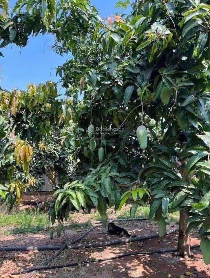 Bán nhà 10x34=340m2 đặng văn trước, chỉ 800 triệu, sổ hồng riêng