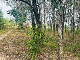 🔥 7.300m² gần ngã 4 Định Hiệp – 43m mặt tiền, giá chỉ 2tyxx – quá hiếm để đầu tư!