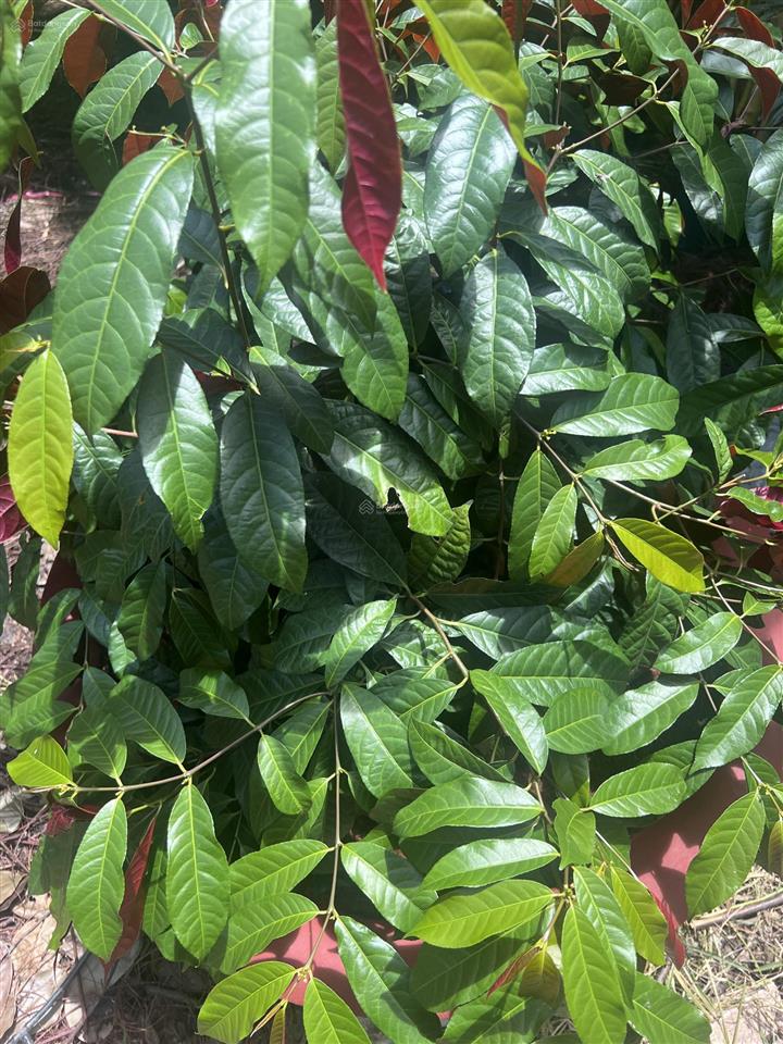 Nhà 2 tầng mặt tiền kinh doanh quận 2