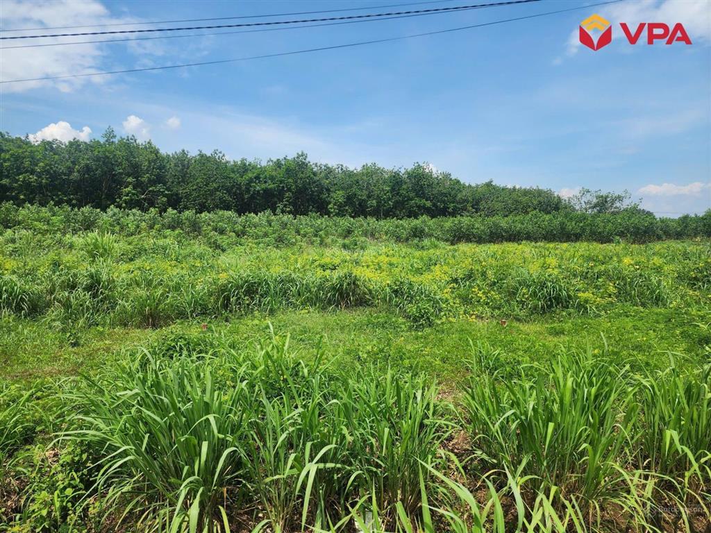 Tài sản bà lê thị trang (đồng nai) xã tân hưng, huyện đồng phú, tỉnh bình phước