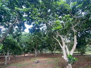 Chỉ 750tr sở hữu ngay 500m2 đất chính chủ mặt tiền oto tránh tại bảo vinh  long khánh