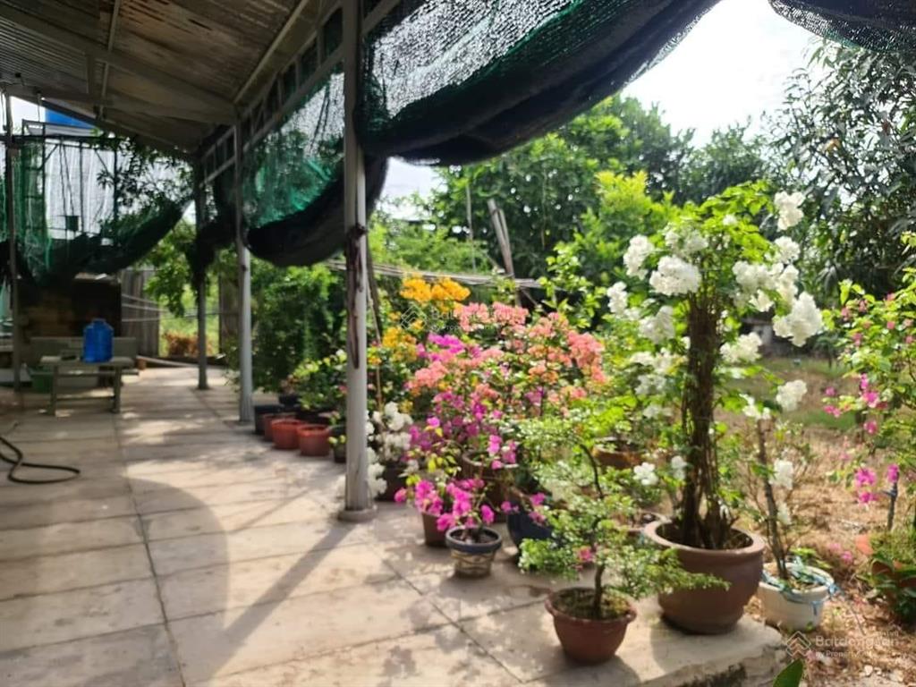 Bán vườn cây ăn trái có nhà vườn nghỉ dưỡng mt xương cá 1024m2 bình hưng bình chánh chỉ 10,5 tỷ
