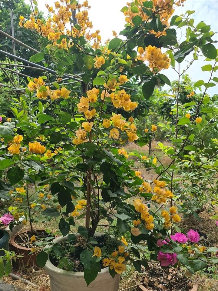Bán vườn cây ăn trái có nhà vườn nghỉ dưỡng mt xương cá 1024m2 bình hưng bình chánh chỉ 10,5 tỷ