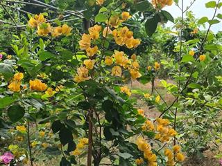 Bán nhà vườn nghỉ dưỡng đường xe tải 1024m2 bình hưng bình chánh shr chỉ 10,5 tỷ