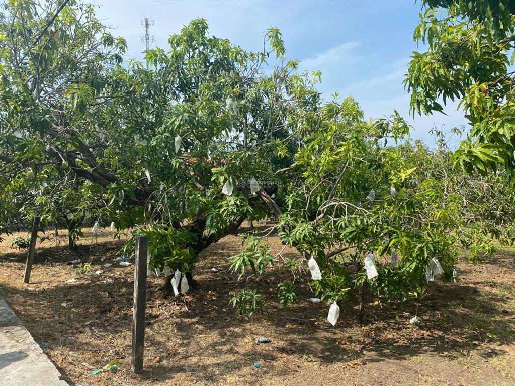 Bán gấp 1300m2 đất thổ cư (tổng dt 2659,3m2) đối diện vin cần giờ chỉ 10tr/m2 đã có sổ đầy đủ