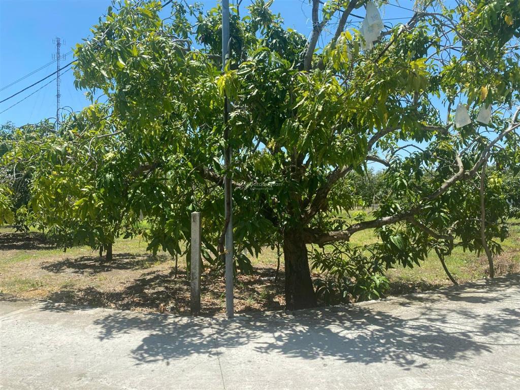 Bán gấp 1300m2 đất thổ cư (tổng dt 2659,3m2) đối diện vin cần giờ chỉ 10tr/m2 đã có sổ đầy đủ