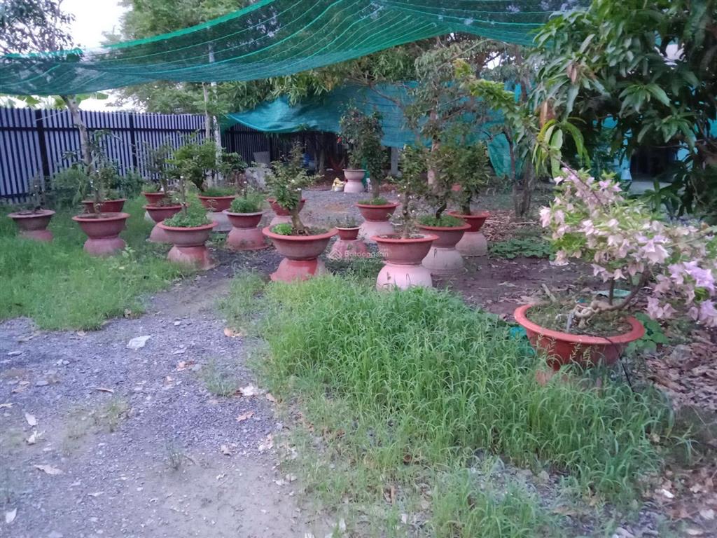 Bán nhà vườn hưng long 4200m2 giá 9ti quá rẻ bà con ơi?