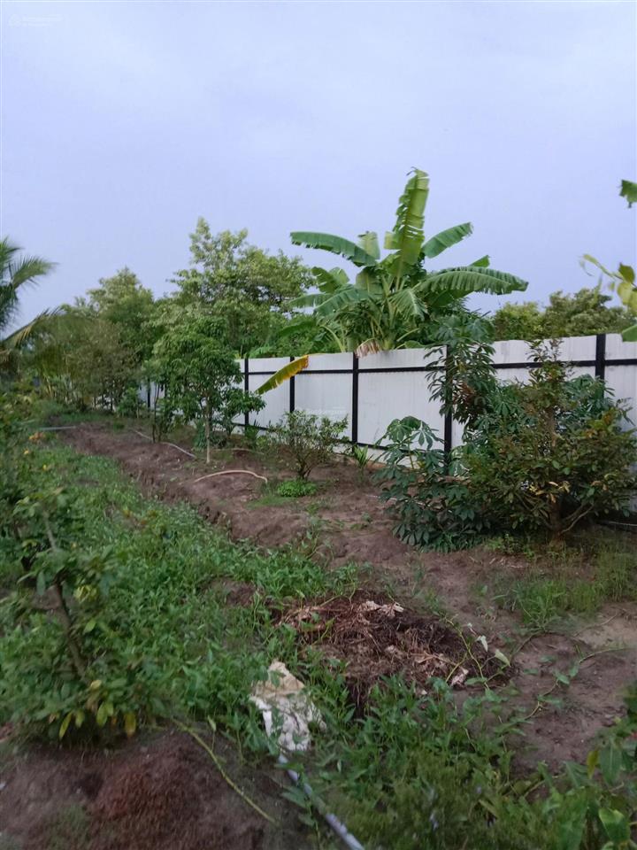 Bán nhà vườn hưng long 4200m2 giá 9ti quá rẻ bà con ơi?