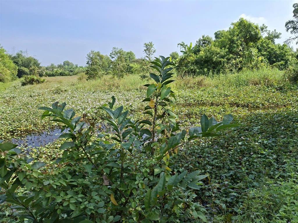 Chủ cần bán rẻ đất 1ha xã hưng long view sông giá rẻ 14ti