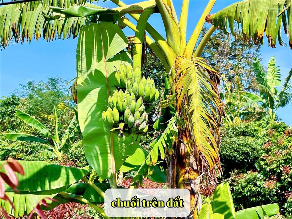 Đất thổ cư ont diện tích lớn, giá rẻ tại khu vực