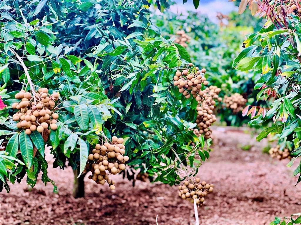 Đất thổ cư ont diện tích lớn, giá rẻ tại khu vực