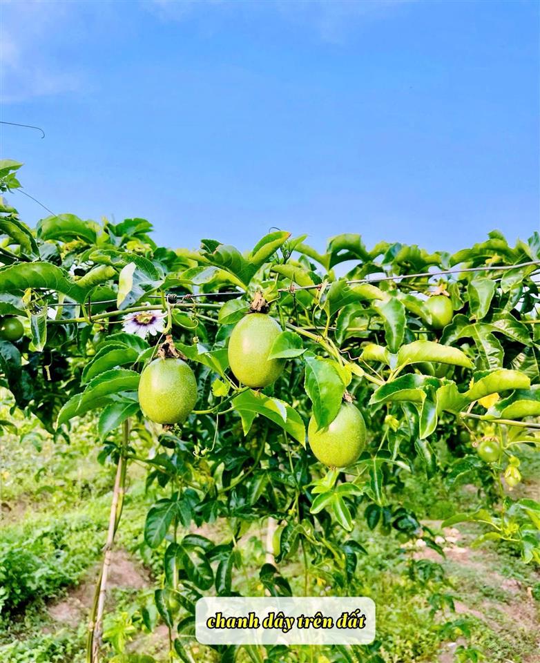 Đất thổ cư ont diện tích lớn, giá rẻ tại khu vực