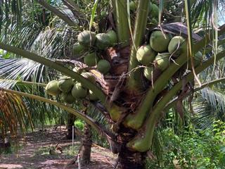 Bán gấp đất nền 4787 m2 tại xã phú nhuận, 12 tỷ vnd