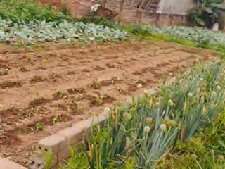 Bán đất tại xã chương dương, thường tín, hà nội, nhỉnh 3 tỷ, 46,8 m2, ngõ ô tô 7 chỗ vào tận nơi.