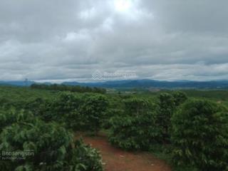 Bán gấp đất nền 611m2, 3,65 tỷ tại xã tân văn, huyện lâm hà, lâm đồng