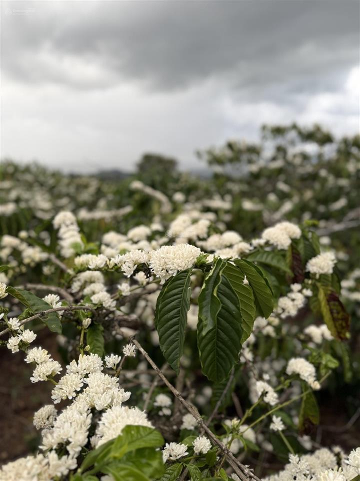 Bán đất đường nguyễn văn cừ, trung tâm di linh, cách đường hùng vương 500m, có thổ cư