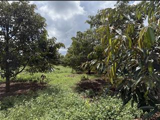 Bán bđs đất vườn 3,217m2 có sẵn sầu riêng 8 năm đã thu hoạch 2 năm, có một ít trái cây ăn trái