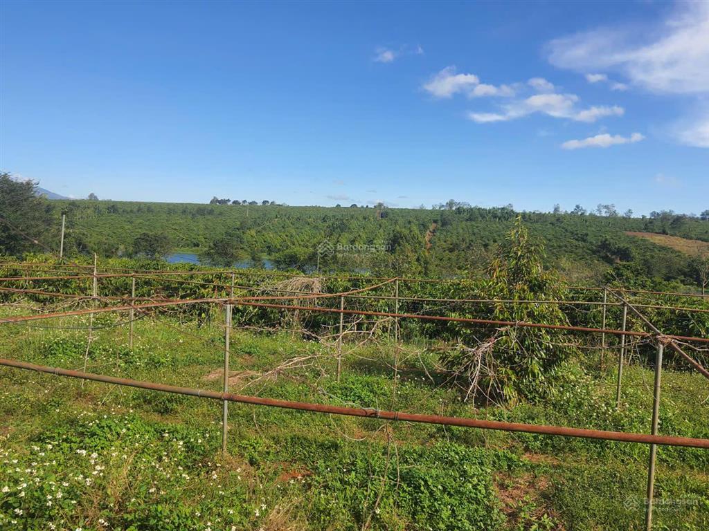 Bán farm cà phê 2,3ha ia grai, có nhà sẵn, giáp hồ, đang khai thác tốt. giá chỉ 5.69 tỷ