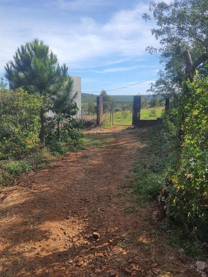 Bán farm cà phê 2,3ha ia grai, có nhà sẵn, giáp hồ, đang khai thác tốt. giá chỉ 5.69 tỷ