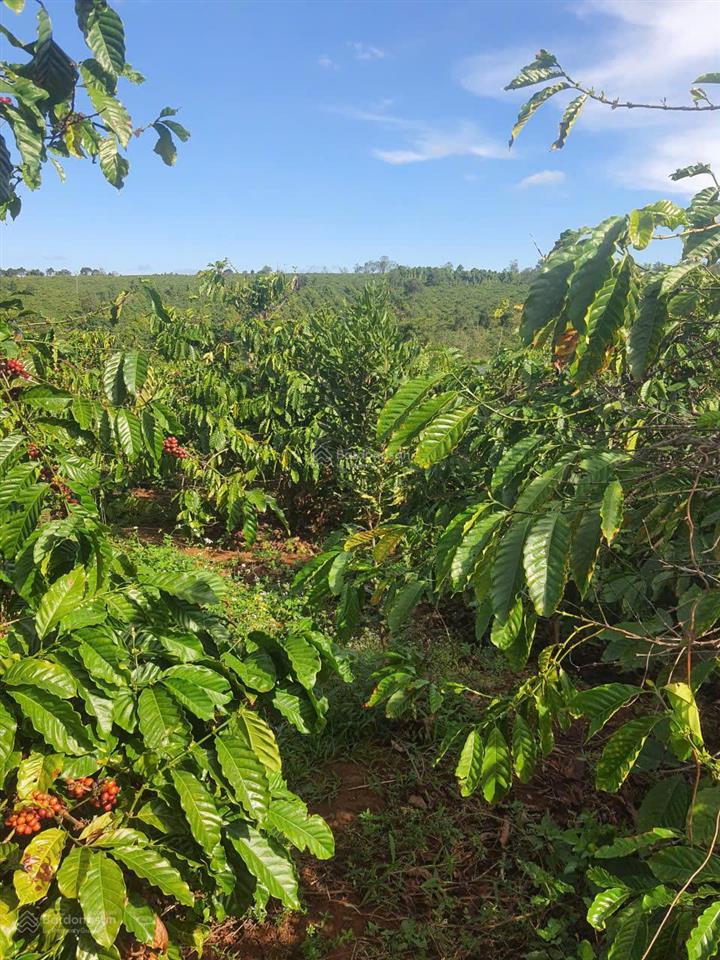 Bán farm cà phê 2,3ha ia grai, có nhà sẵn, giáp hồ, đang khai thác tốt. giá chỉ 5.69 tỷ