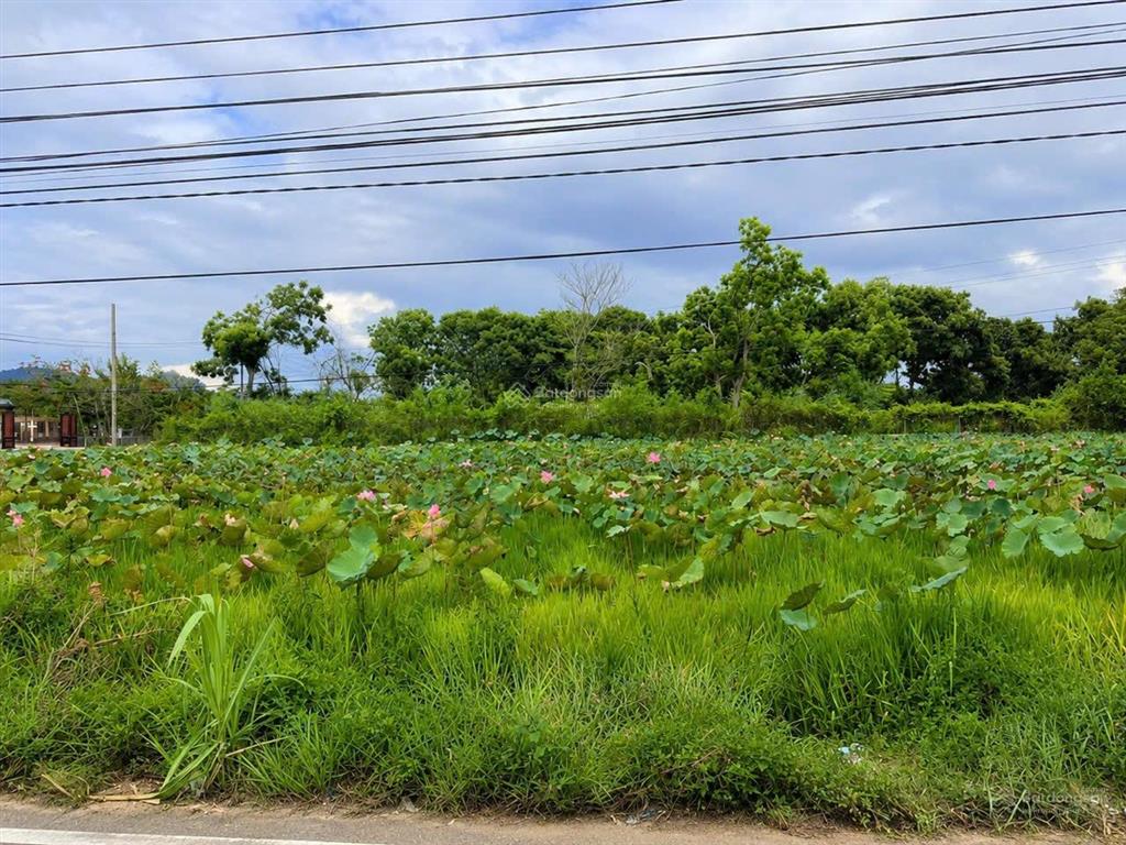 Bán nhà view cánh đồng mát mẻ, không ngập lụt