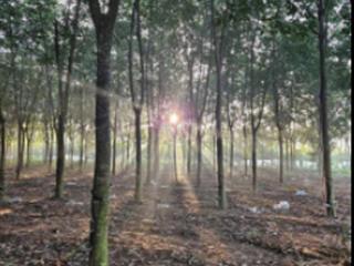 3200ha cao su đang kẹo kéo năm hai