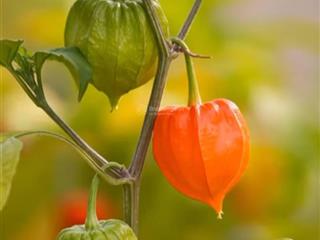 Bán nhanh cc thủy tiên resort, 2,199 tỷ, 50m2, 1pn, 1wc, trần phú, p.vũng tàu, 0909 271 *** trinh