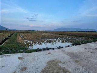 Chính chủ bán gấp đất lúa diên sơn  giá rẻ như cho