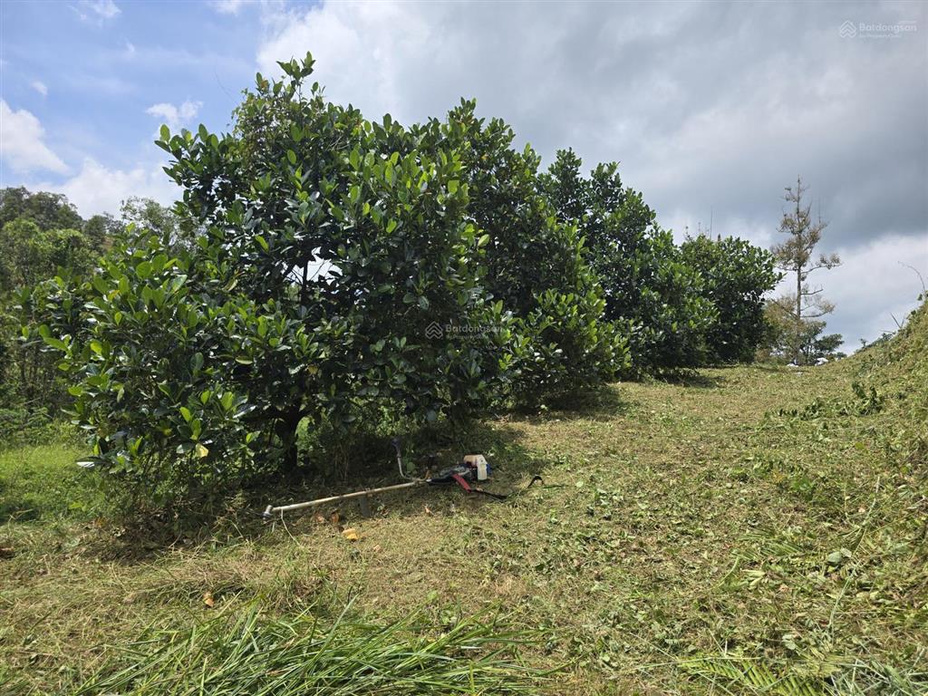 Chính chủ bán đất view suối đẹp, đạ huoai, lâm đồng