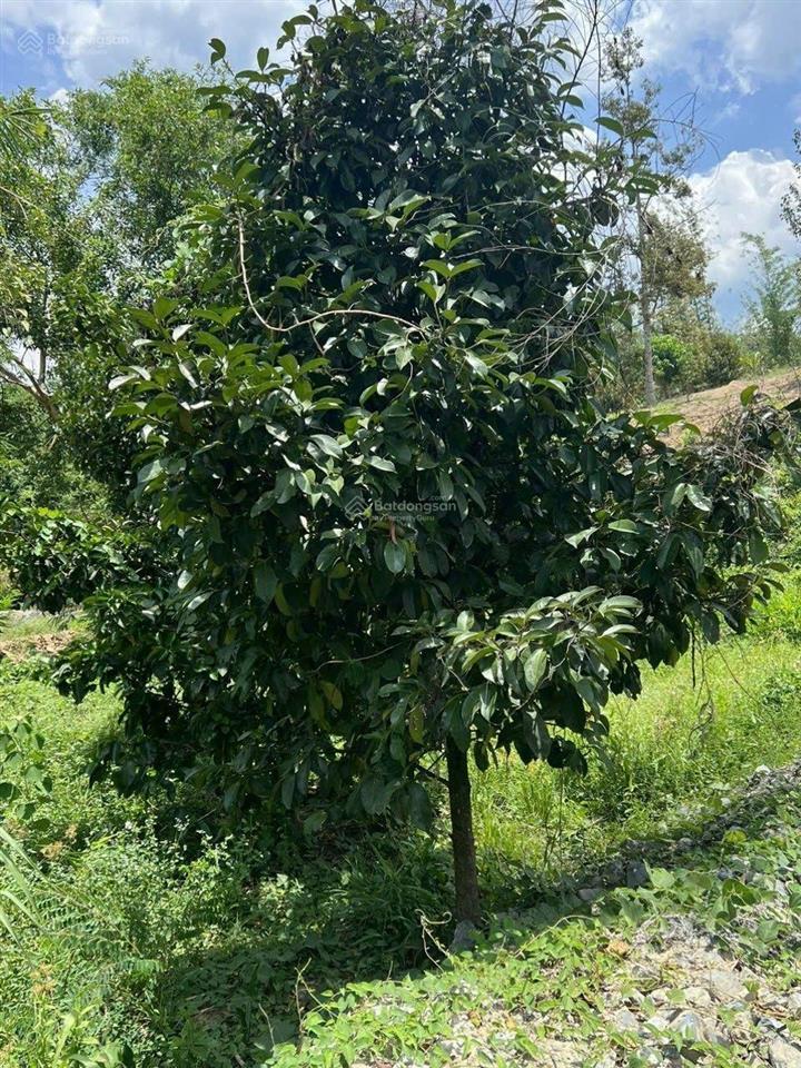Chính chủ bán đất view suối đẹp, đạ huoai, lâm đồng