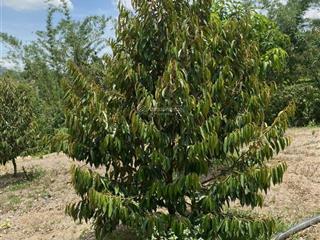 Chính chủ bán đất view suối đẹp, đạ huoai, lâm đồng