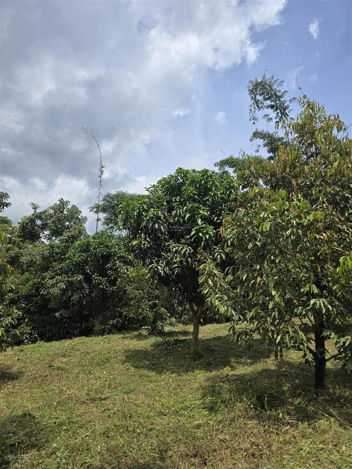 Chính chủ bán đất view suối đẹp, đạ huoai, lâm đồng