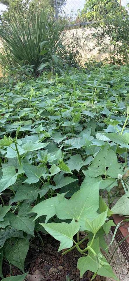 Chính chủ cần cho thuê phòng trọ