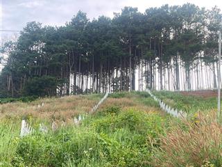 Siêu phẩm đất giáp thông view đẹp nghĩ dưỡng mê linh ven đà lạt