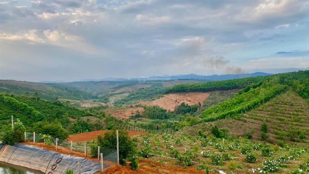 Kẹt tiền cần bán 5ha đất đỏ bazan có cà phê điện 3pha nguồn nước tưới đầy đủ giá rẻ nhất khu vực