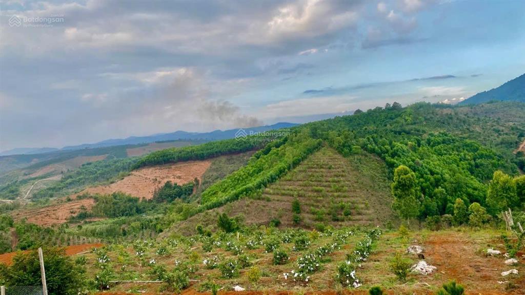 Kẹt tiền cần bán 5ha đất đỏ bazan có cà phê điện 3pha nguồn nước tưới đầy đủ giá rẻ nhất khu vực