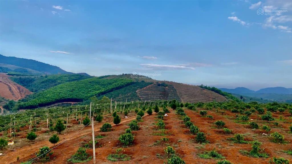 Kẹt tiền cần bán 5ha đất đỏ bazan có cà phê điện 3pha nguồn nước tưới đầy đủ giá rẻ nhất khu vực