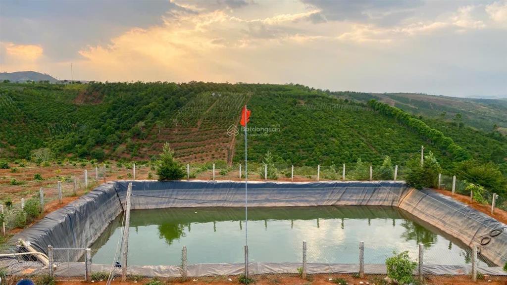 Kẹt tiền cần bán 5ha đất đỏ bazan có cà phê điện 3pha nguồn nước tưới đầy đủ giá rẻ nhất khu vực