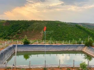 Kẹt tiền cần bán 5ha đất đỏ bazan có cà phê điện 3pha nguồn nước tưới đầy đủ giá rẻ nhất khu vực