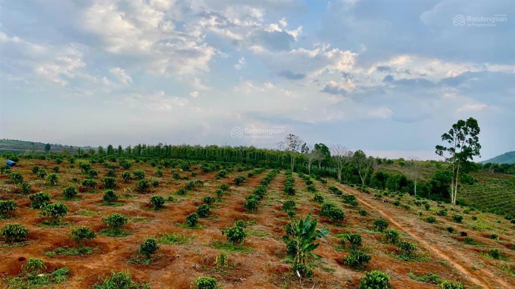 Kẹt tiền cần bán 5ha đất đỏ bazan có cà phê điện 3pha nguồn nước tưới đầy đủ giá rẻ nhất khu vực