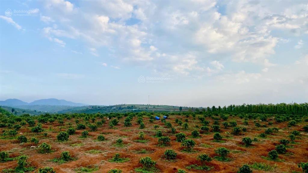 Kẹt tiền cần bán 5ha đất đỏ bazan có cà phê điện 3pha nguồn nước tưới đầy đủ giá rẻ nhất khu vực