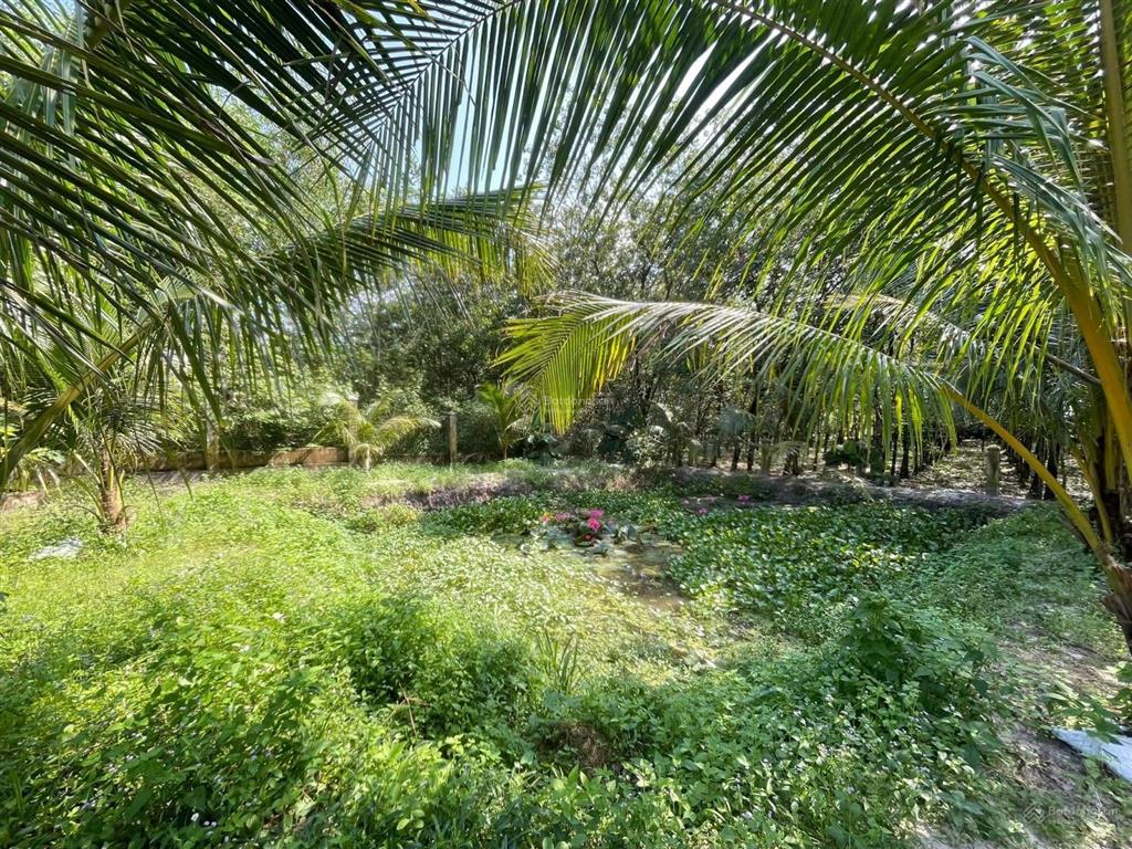 Bán đất tặng nhà cấp 4 tại bàu bàng, bình dương diện tích lớn 1000m2 giá chỉ 560tr