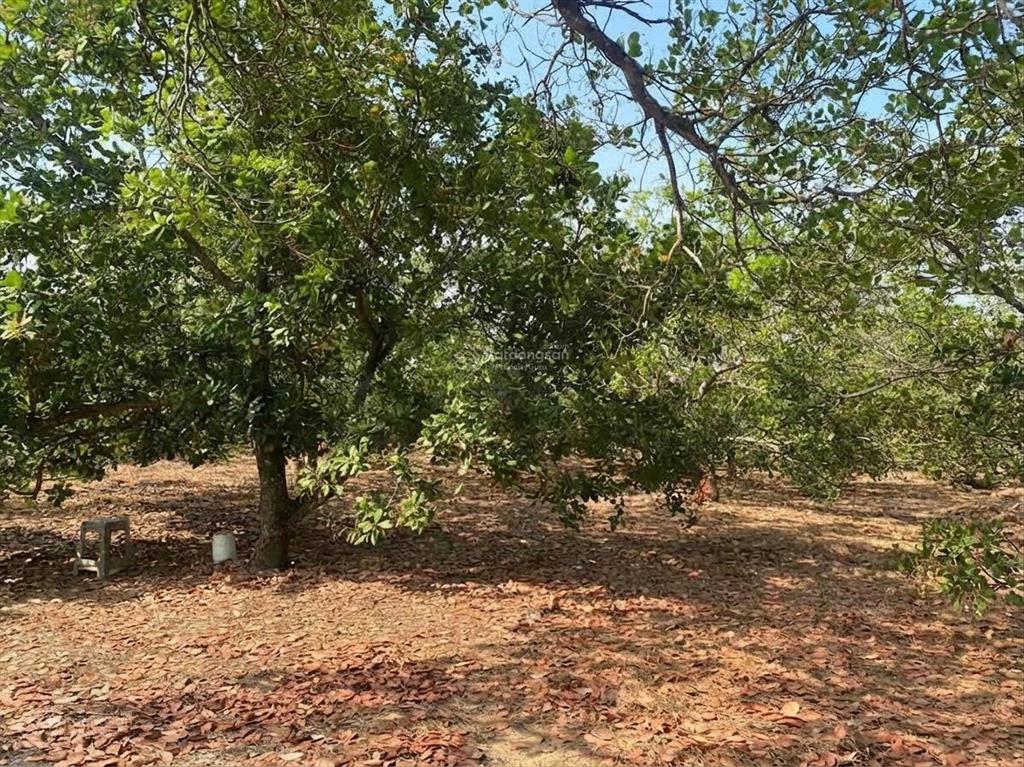 Em chính chủ cần bán đất rẫy trồng điều